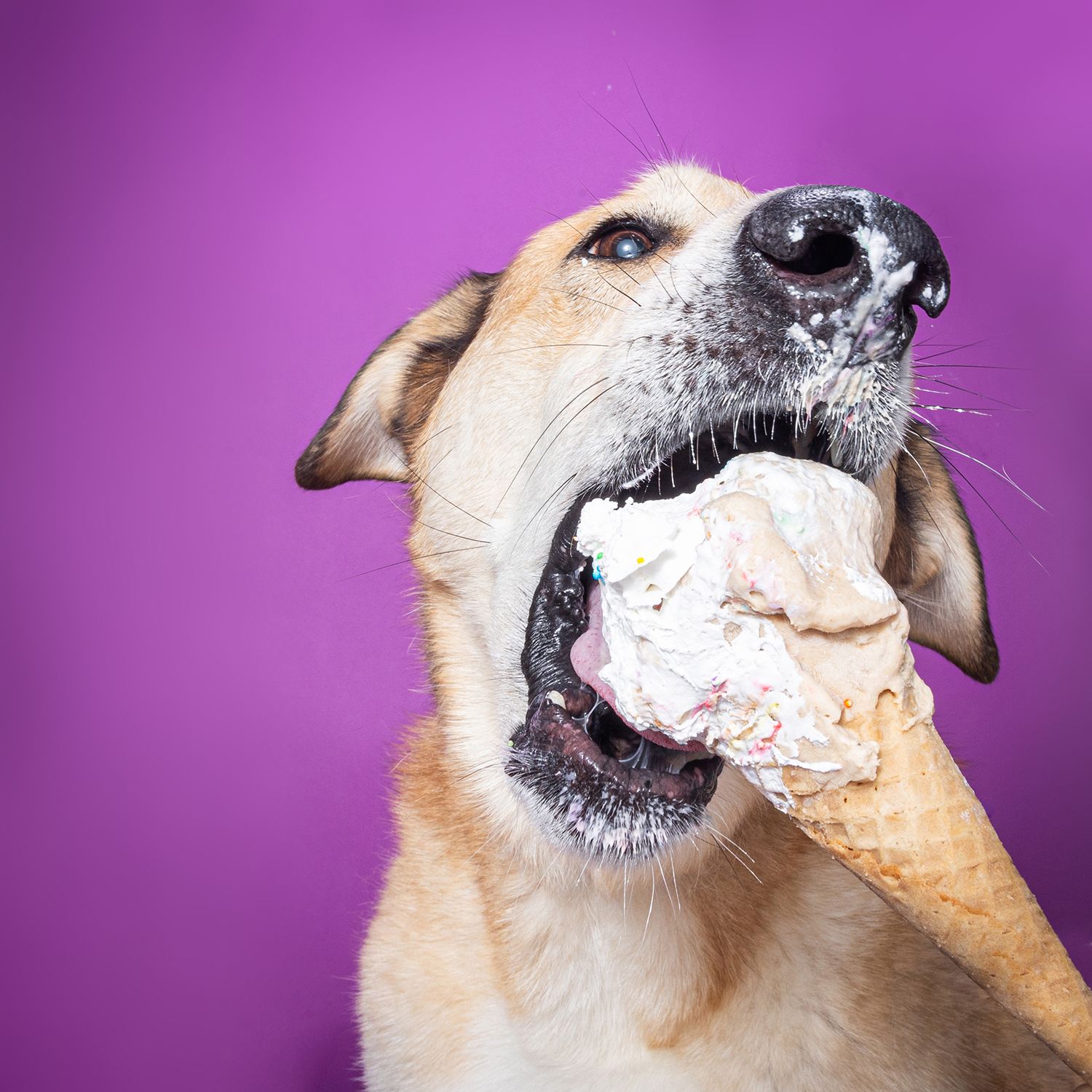 A golden Labrador dog eagerly licking a pink ice cream cone against a vibrant purple background.