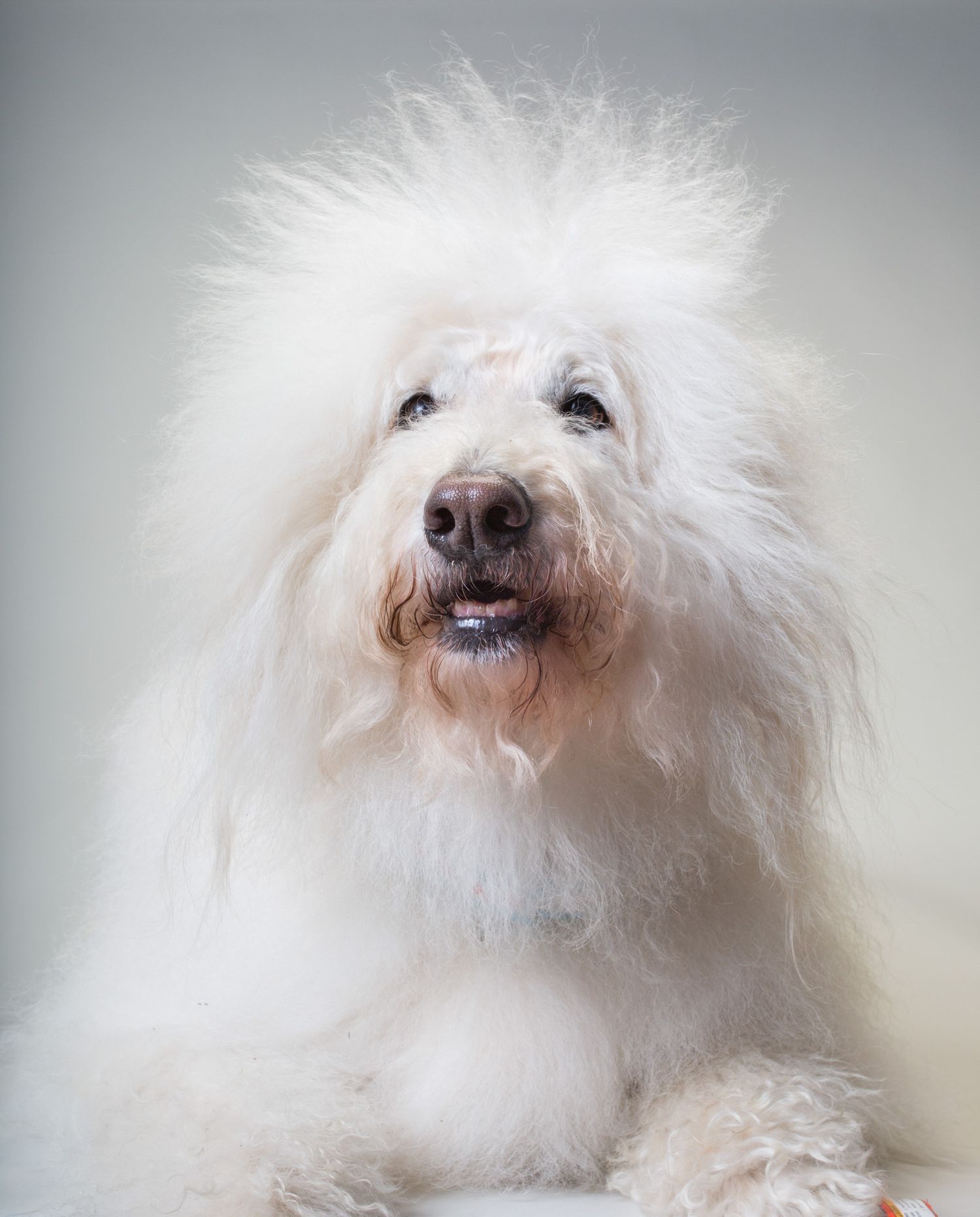 Fluffy white dog with long shaggy fur and expressive eyes poses for a portrait against a light gray background.