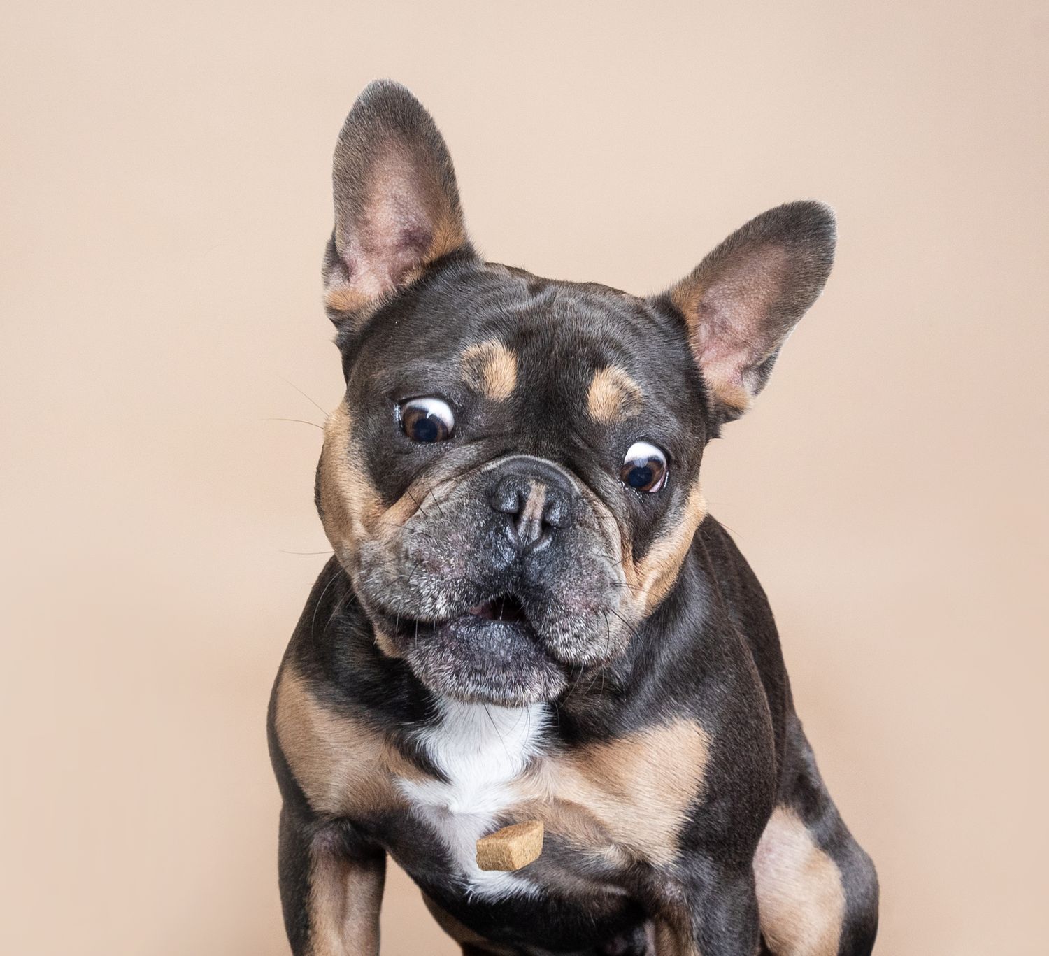 A black and tan French Bulldog with wide eyes poses against a beige background in a studio portrait.