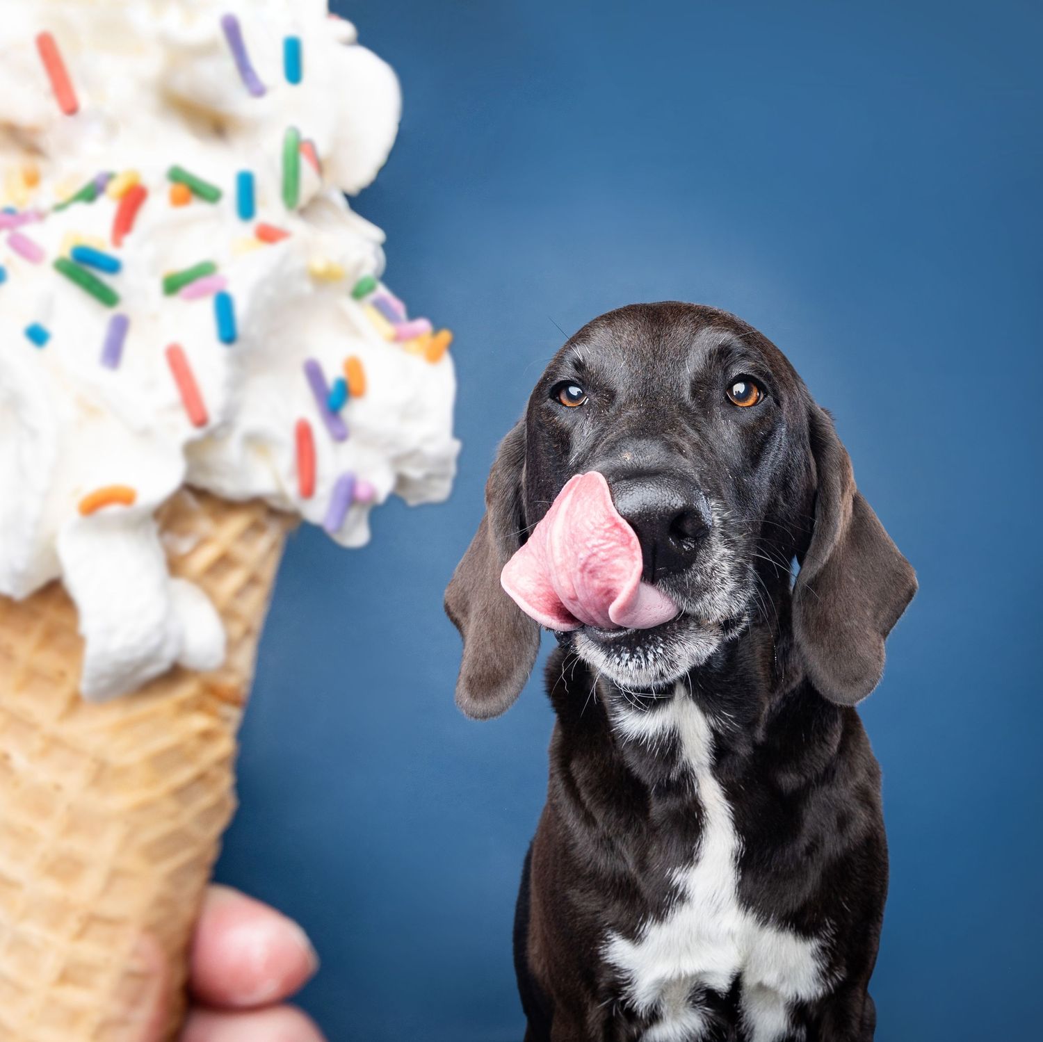 A dark brown dog licks its lips eagerly next to a large vanilla ice cream cone with colorful sprinkles.