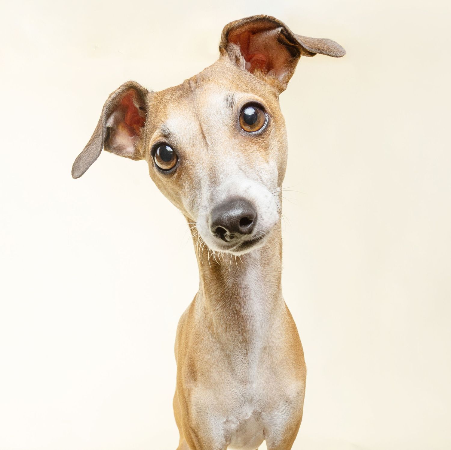 Close-up portrait of an Italian Greyhound dog with large expressive eyes and fawn coat on a cream background.