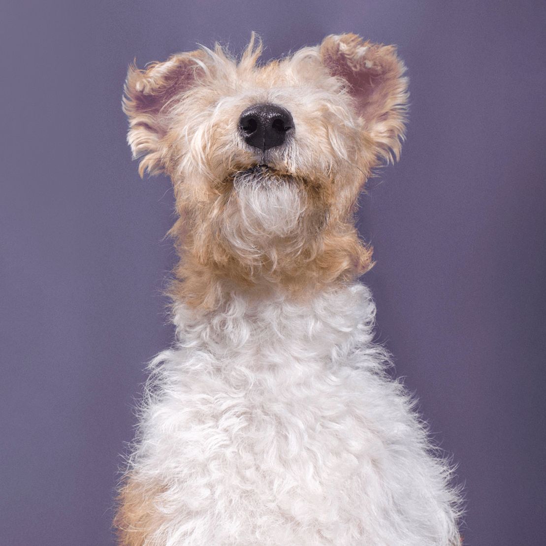 Wire-haired terrier mix with tan and white fur shown in various poses against purple background.