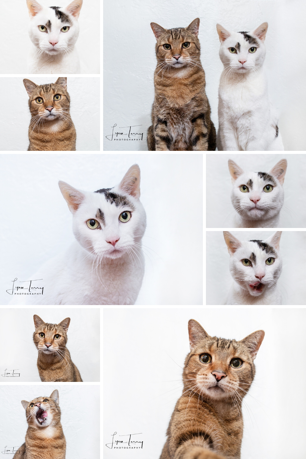 Studio portraits of white and brown cats showing various facial expressions and poses against white background.