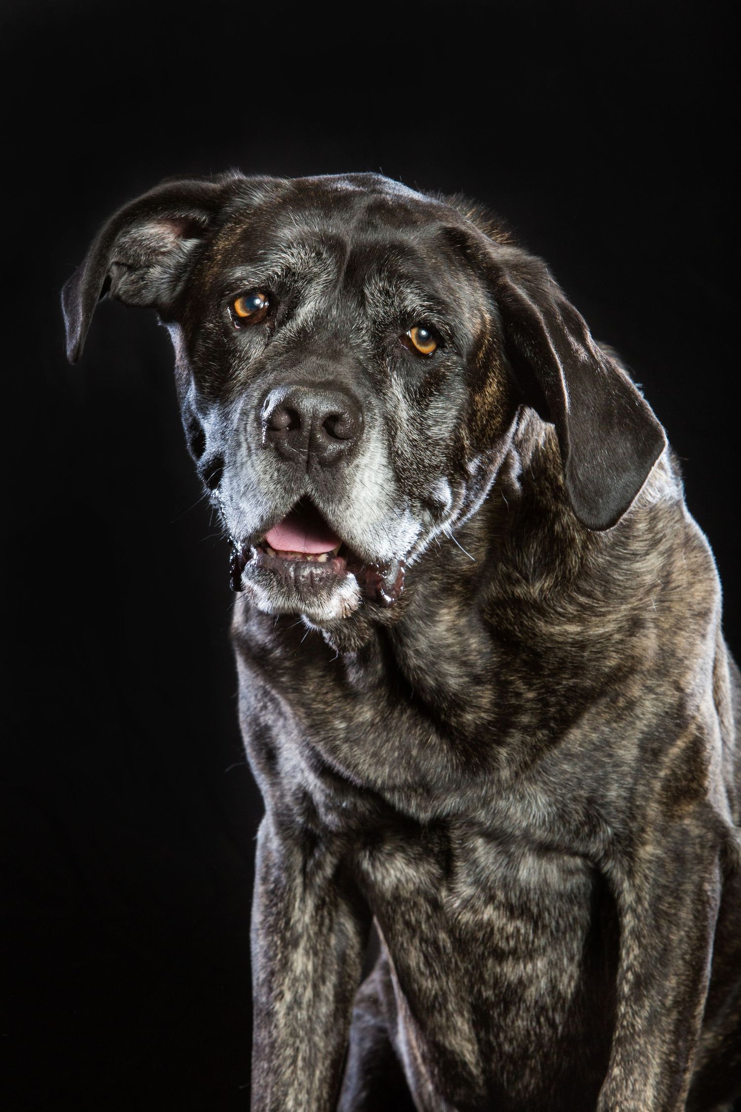 Multiple angles of an elderly black dog showing character and wisdom in dramatic lighting.