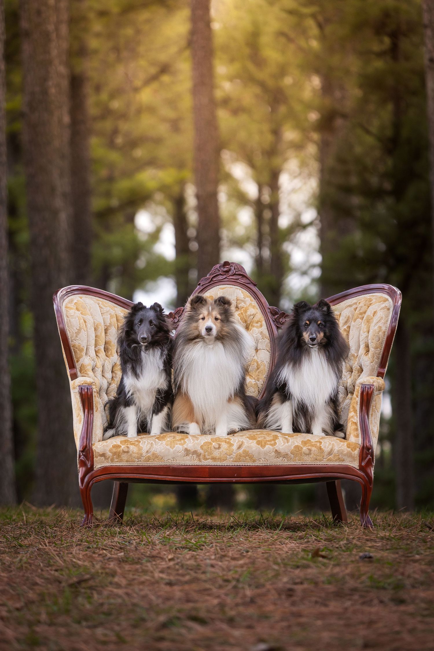 Three Shetland Sheepdogs sitting on an ornate vintage sofa outdoors in a forest setting.