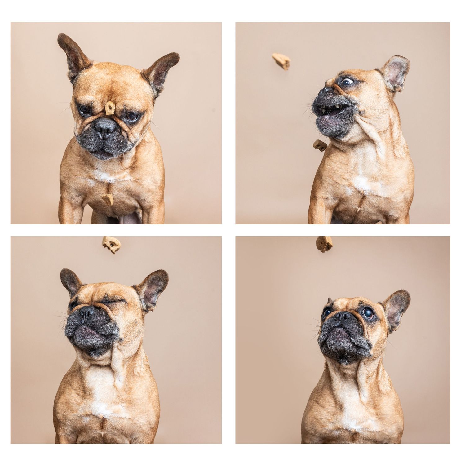 A French Bulldog in four poses catching treats mid-air against a beige background, showing playful expressions.