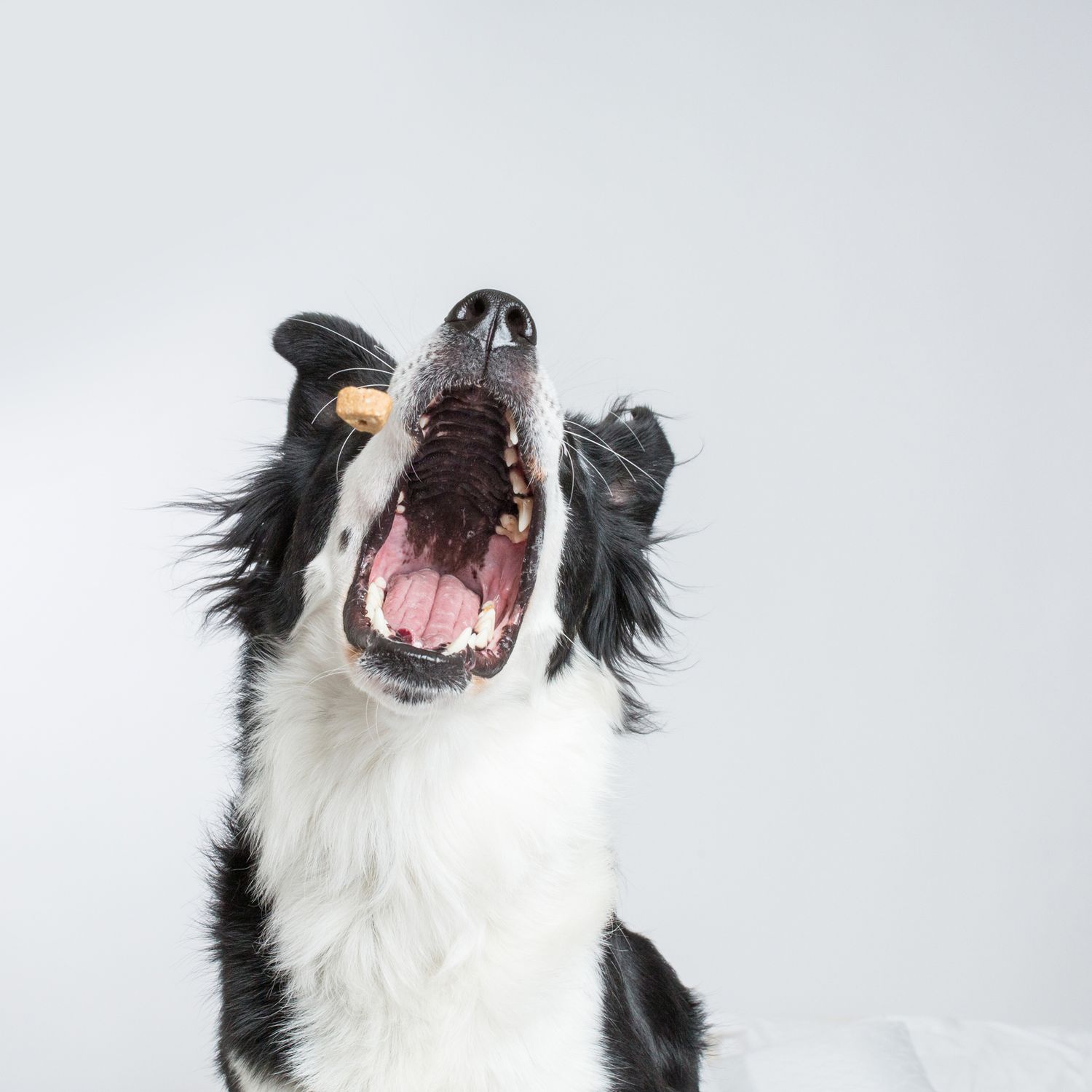 Black and white Border Collie with mouth open howling against white background.