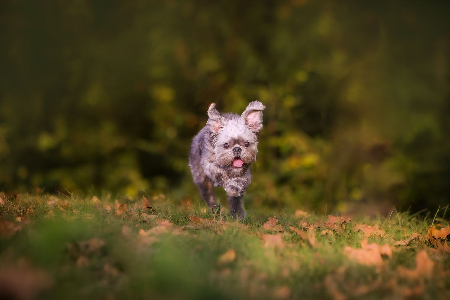 Small fluffy dog running through autumn leaves in soft focus.