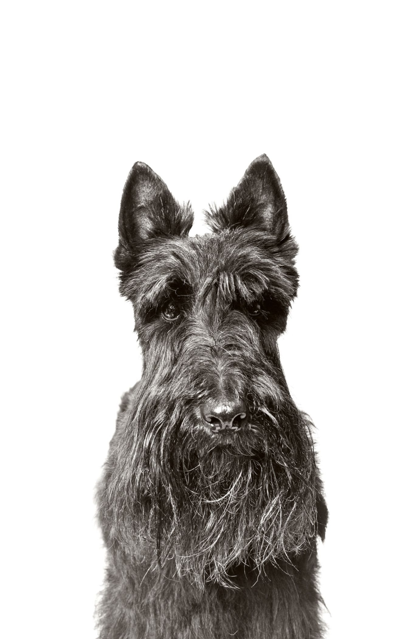 Multiple angles of a scruffy Scottish Terrier's face in black and white photography.