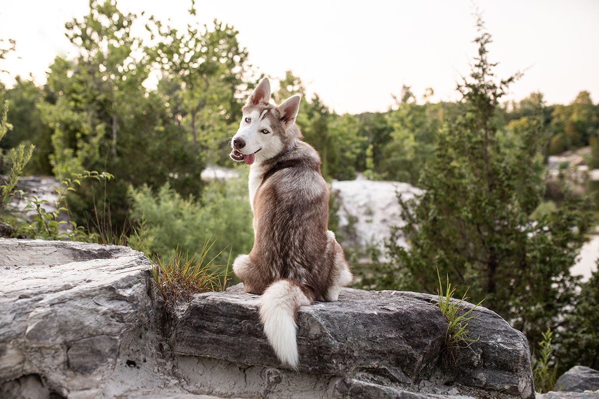A fluffy husky sits majestically on a rocky outcrop surrounded by trees in natural lighting.