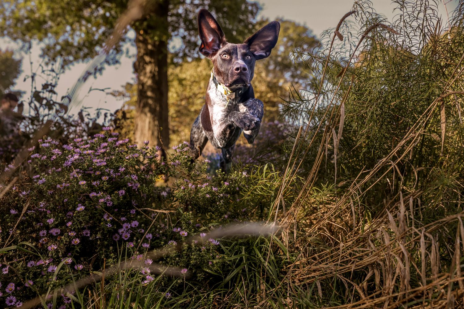 Energetic dog mid-jump through tall grass in golden sunlight.