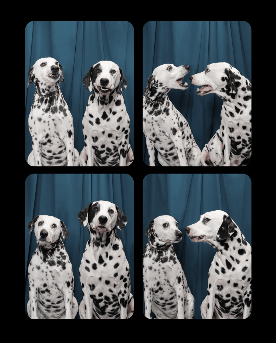Two Dalmatian dogs interact playfully in photo booth style shots against blue backdrop.