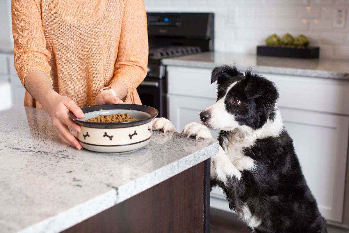 Border Collie standing at kitchen counter while food bowl is being prepared.