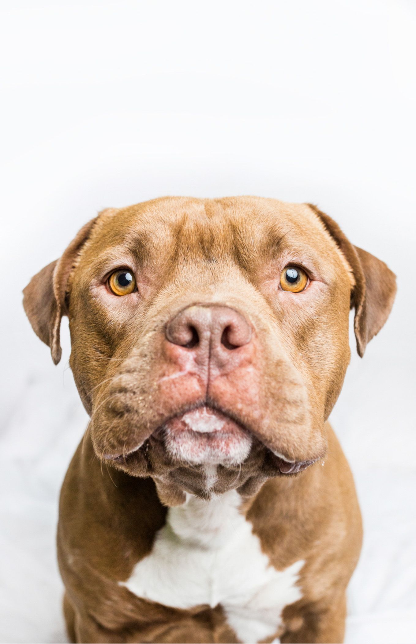 Close-up portrait of a brown pit bull with amber eyes against white background.