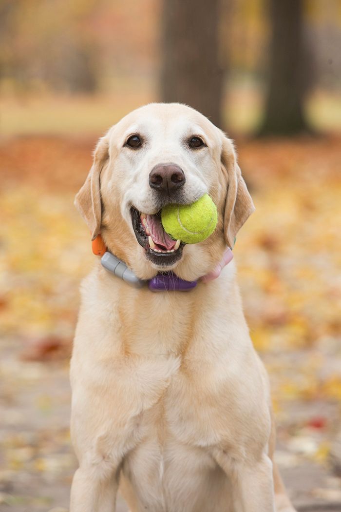 Golden Retriever holding tennis ball in mouth while sitting in fallen autumn leaves.