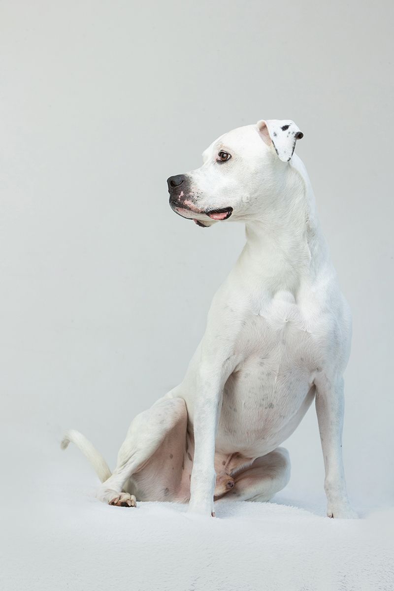 White whippet dog sitting elegantly against grey background in studio portrait.