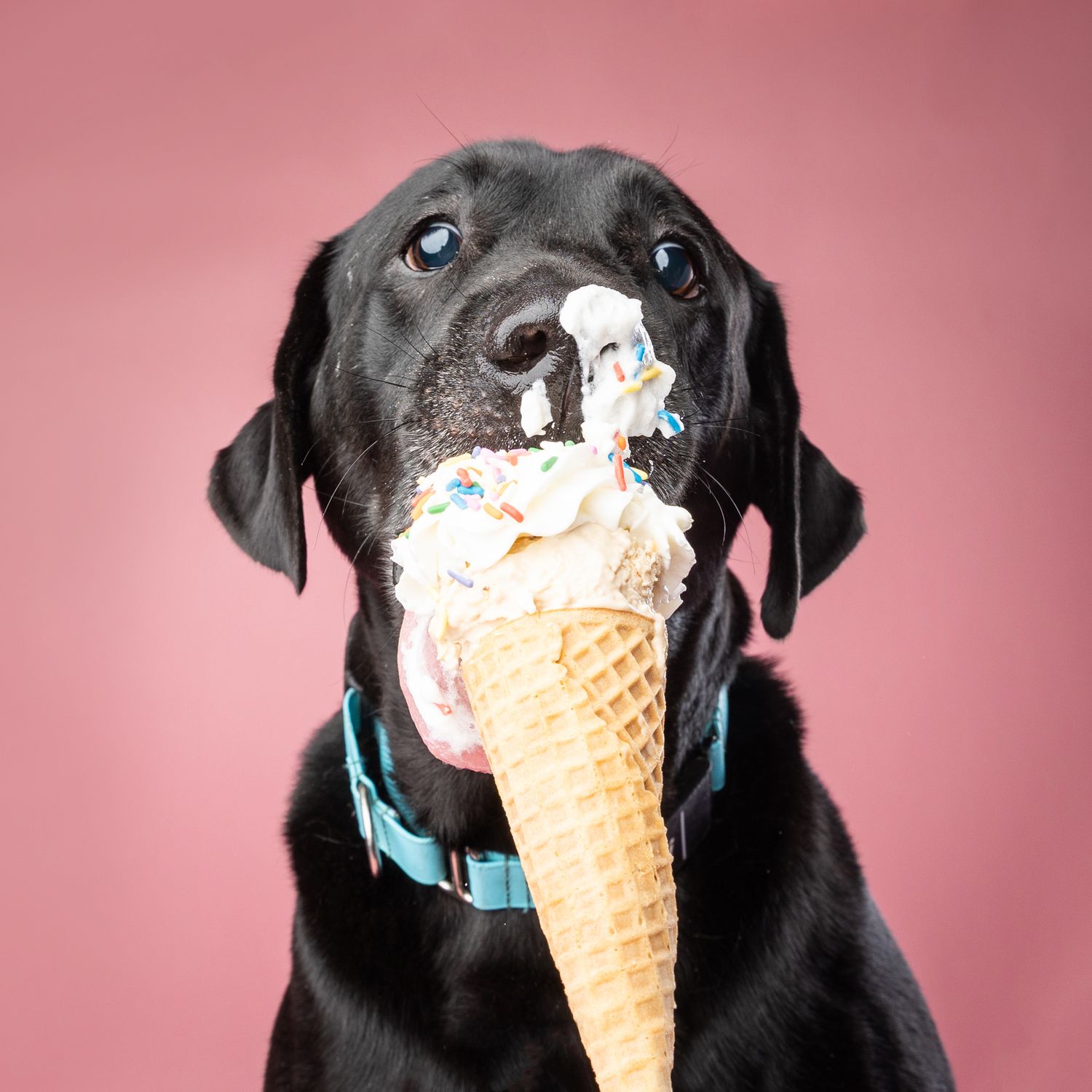 A black Labrador retriever holding a large ice cream cone with colorful sprinkles against a pink background.