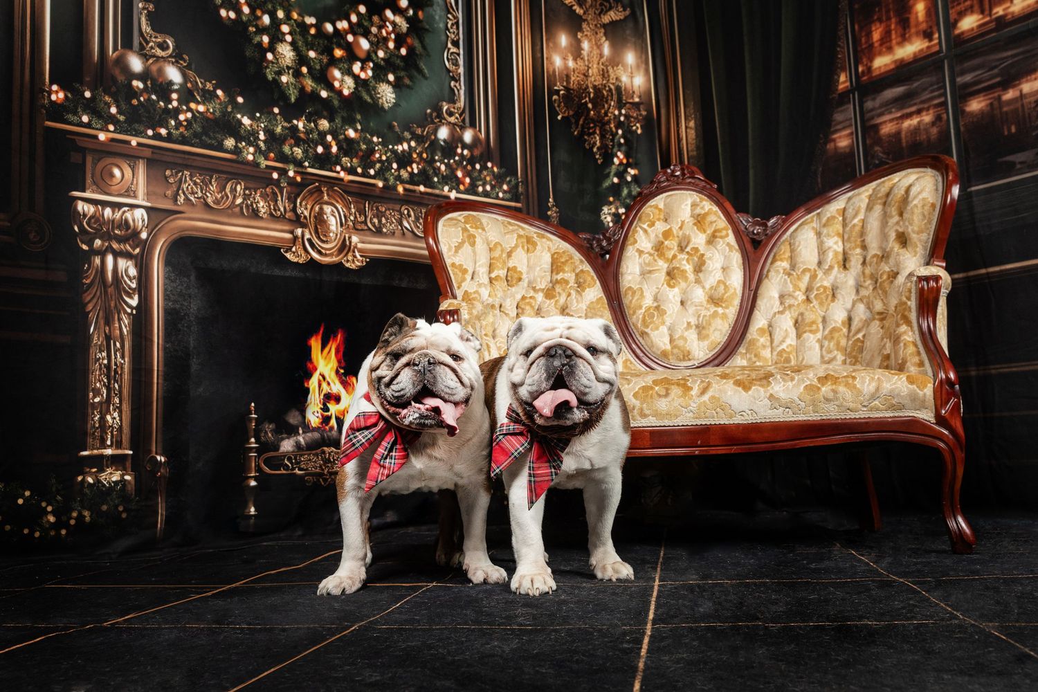 Two English Bulldogs wearing red bow ties pose by a fireplace and ornate gold sofa in a festive Christmas setting.