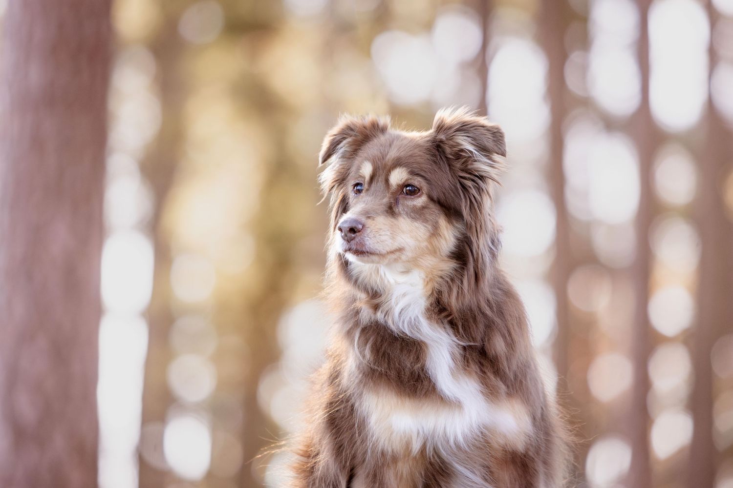 A fluffy brown and white Australian Shepherd dog sitting alert in a sunlit forest with soft bokeh background.