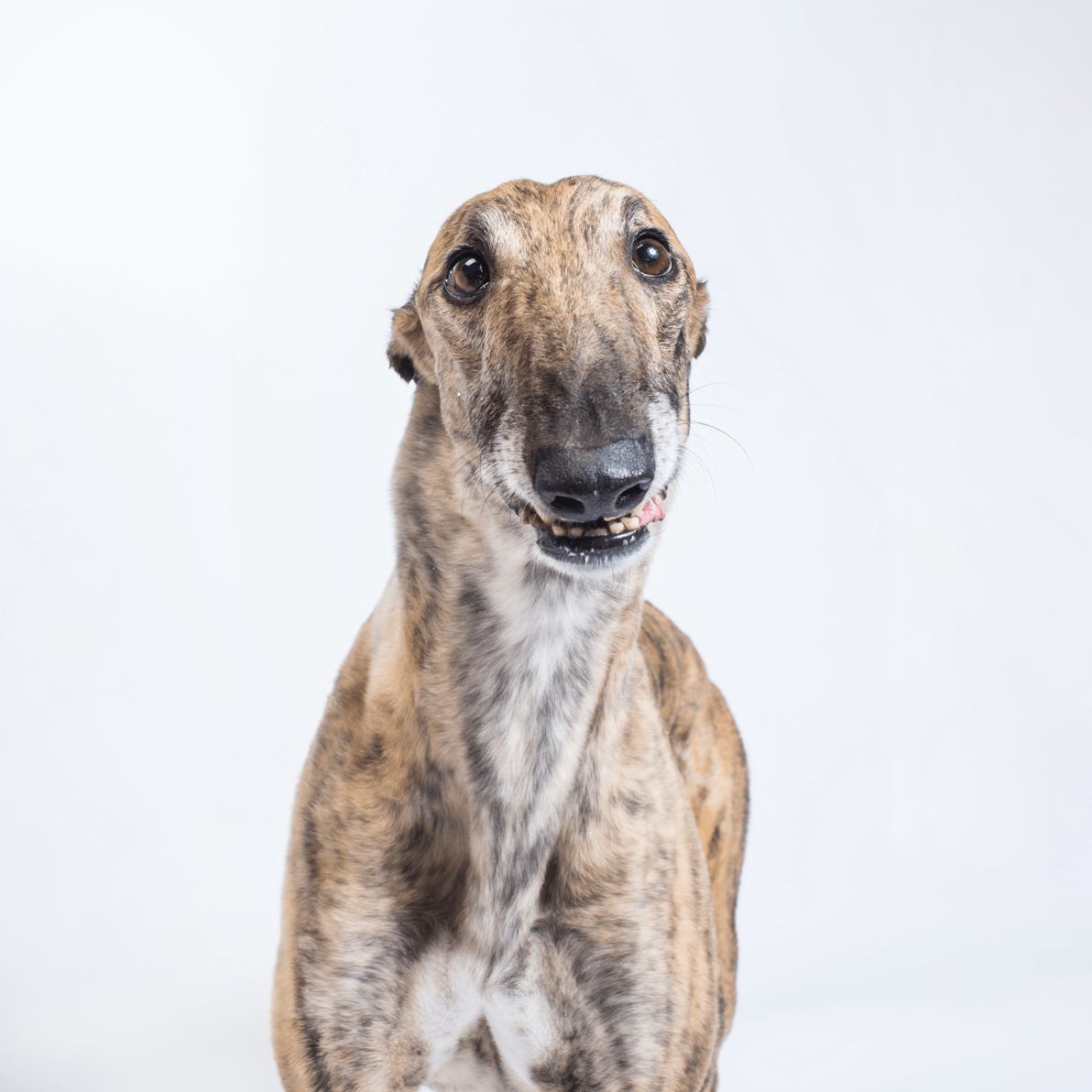 Brindle greyhound dog sitting upright against white background, looking at camera with alert expression.