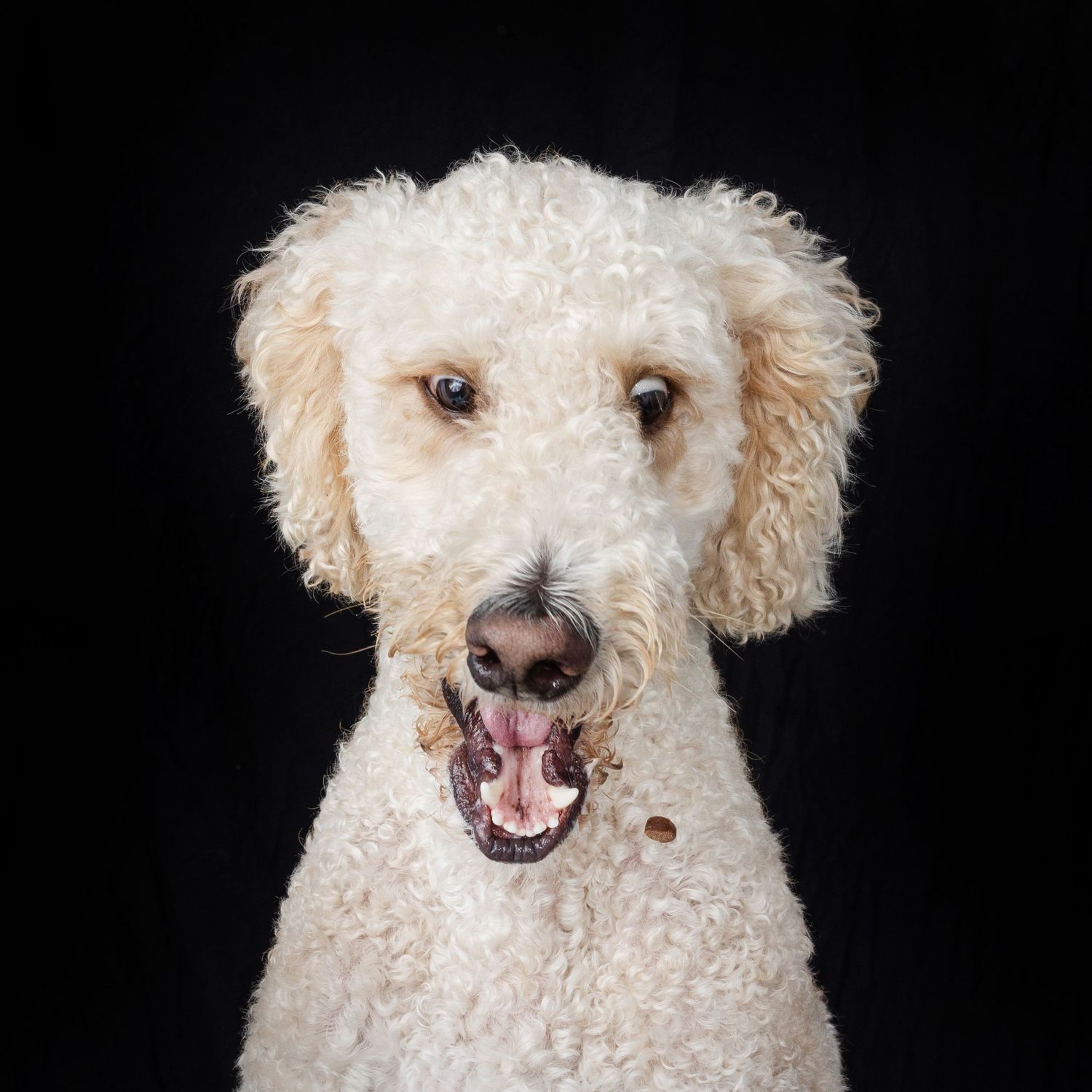 A fluffy white Labradoodle dog with curly fur smiles with mouth open against a black studio background.