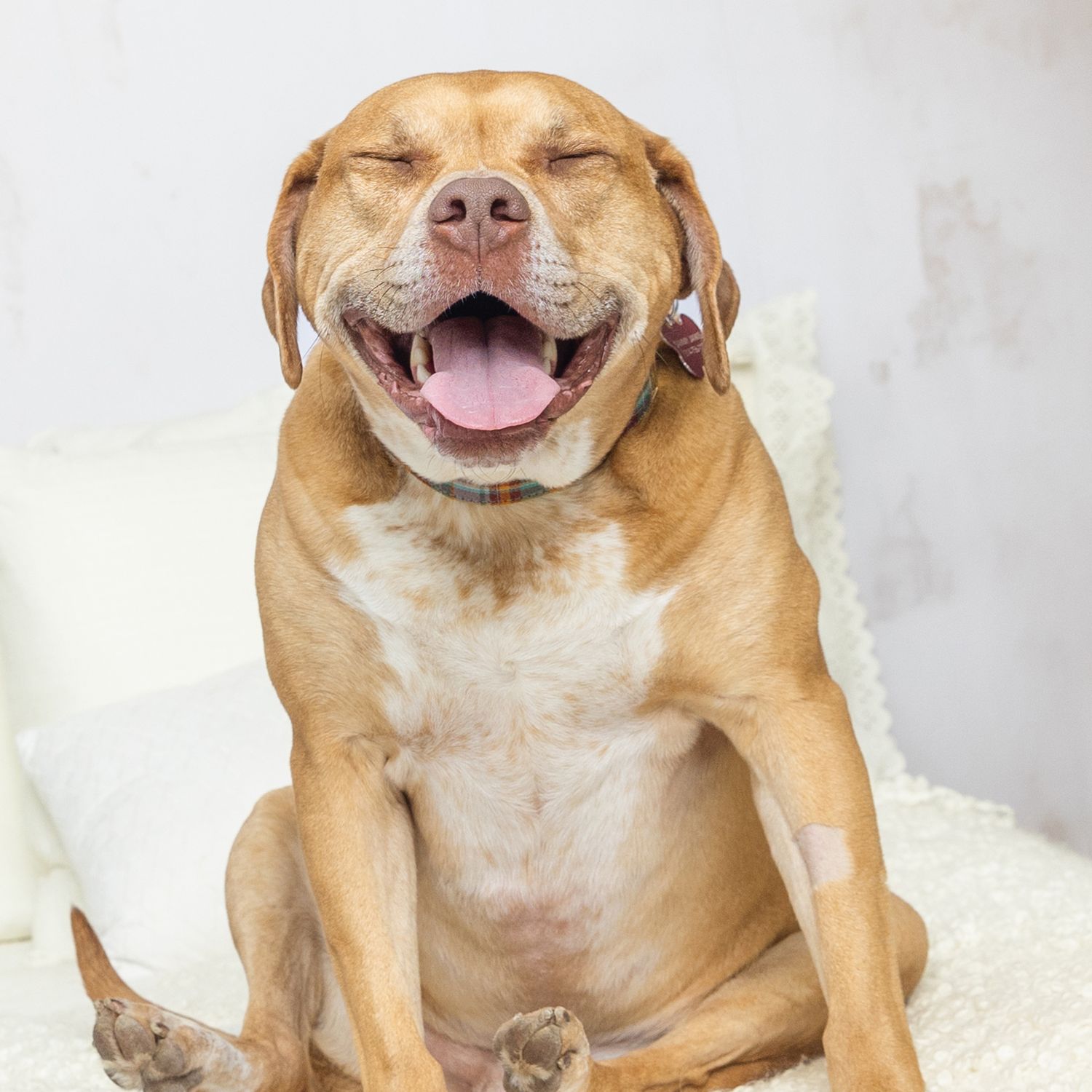 Happy brown dog sitting upright with mouth open, tongue out, and eyes closed in a joyful expression.