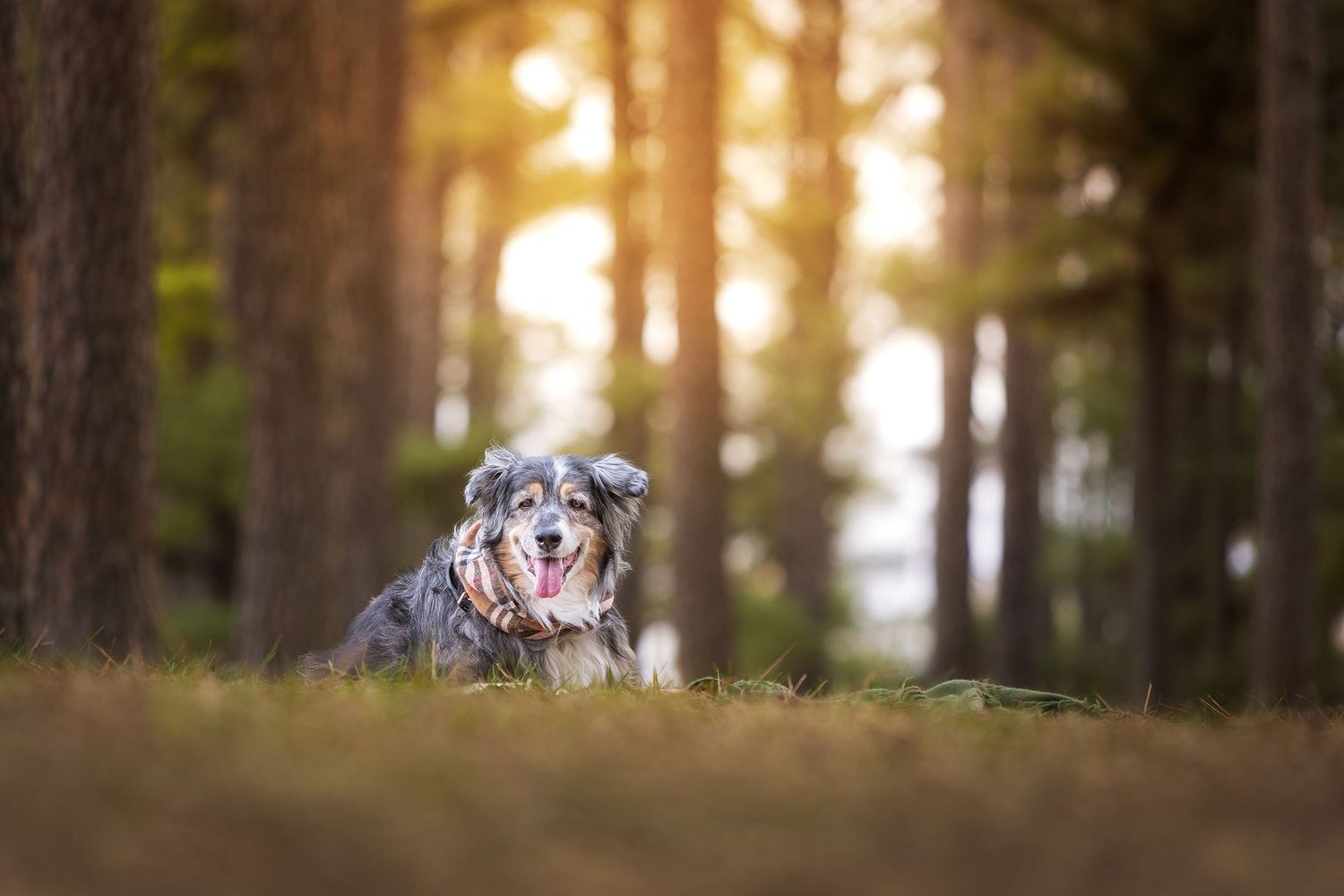 Australian Shepherd dog lying in a sunlit forest with tongue out, surrounded by tall pine trees and green grass.