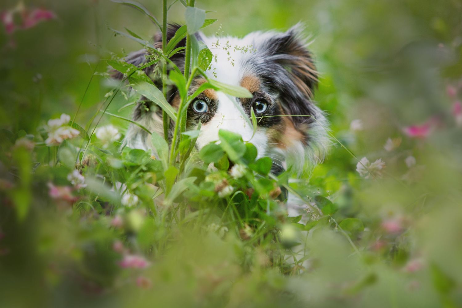 An Australian Shepherd dog peeks through green foliage with captivating eyes.