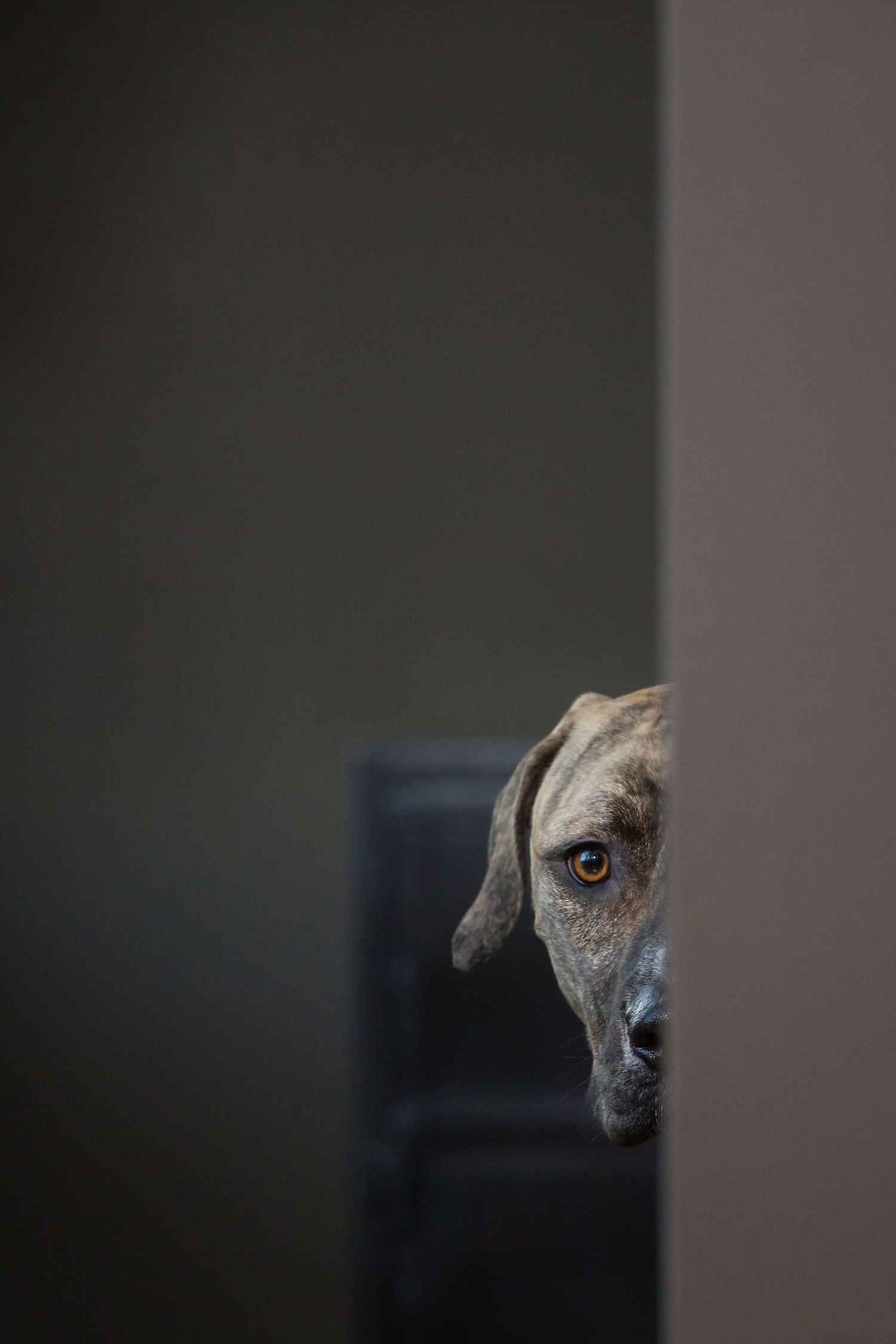 Close up of a dog's eye and face partially visible behind a dark surface.