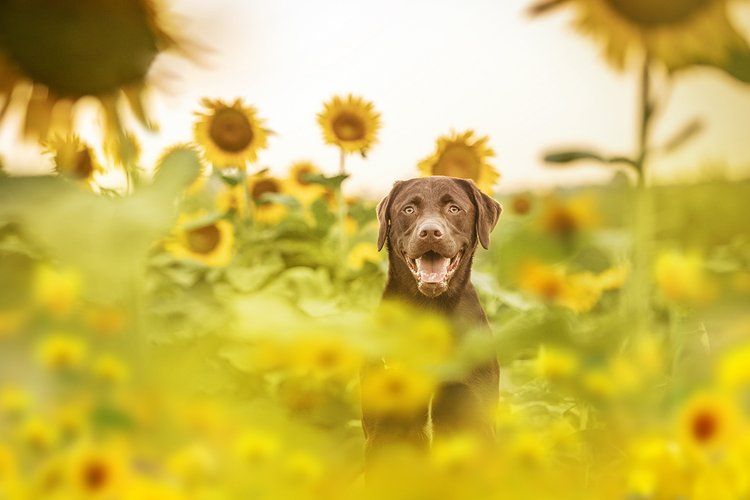 Chocolate labrador peering through blooming sunflower field at sunset.