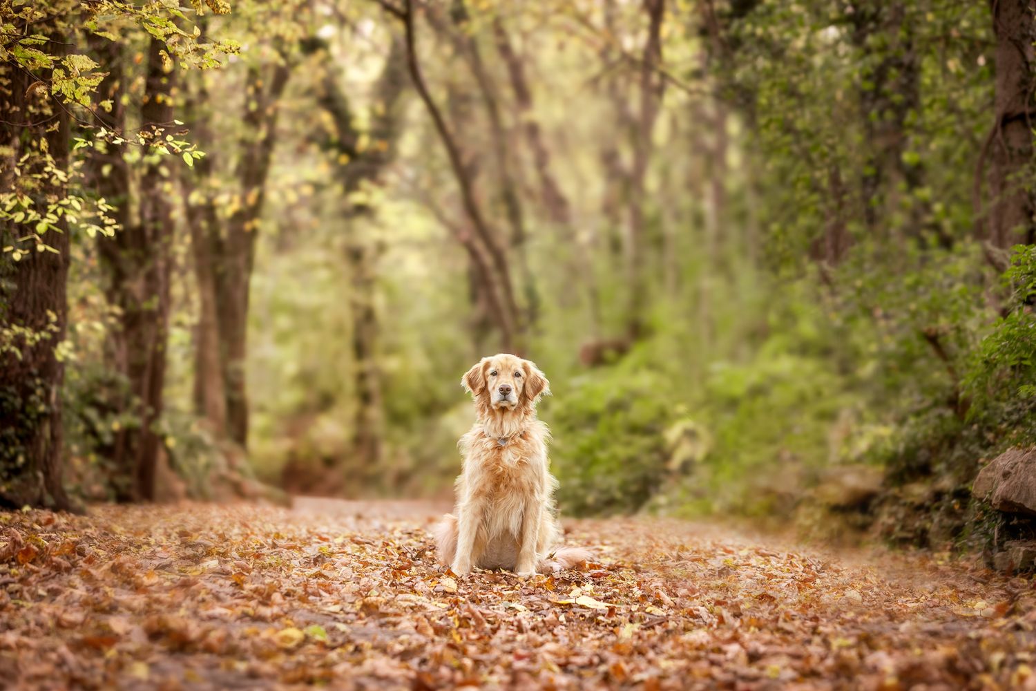 Golden retriever sitting in fallen autumn leaves on a wooded trail.