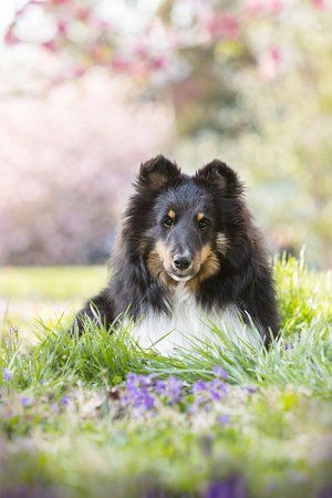 Shetland sheepdog lying in grass with spring flowers and pink blossoms in background.