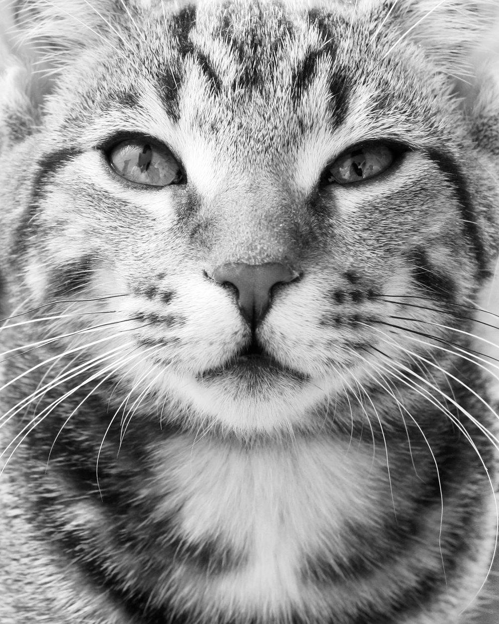 Close-up black and white portrait of a tabby cat's face with intense eyes.