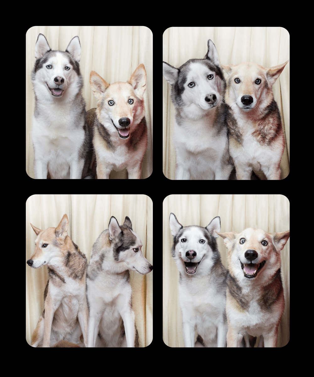 Two husky mix dogs show playful expressions in a series of photo booth portraits.