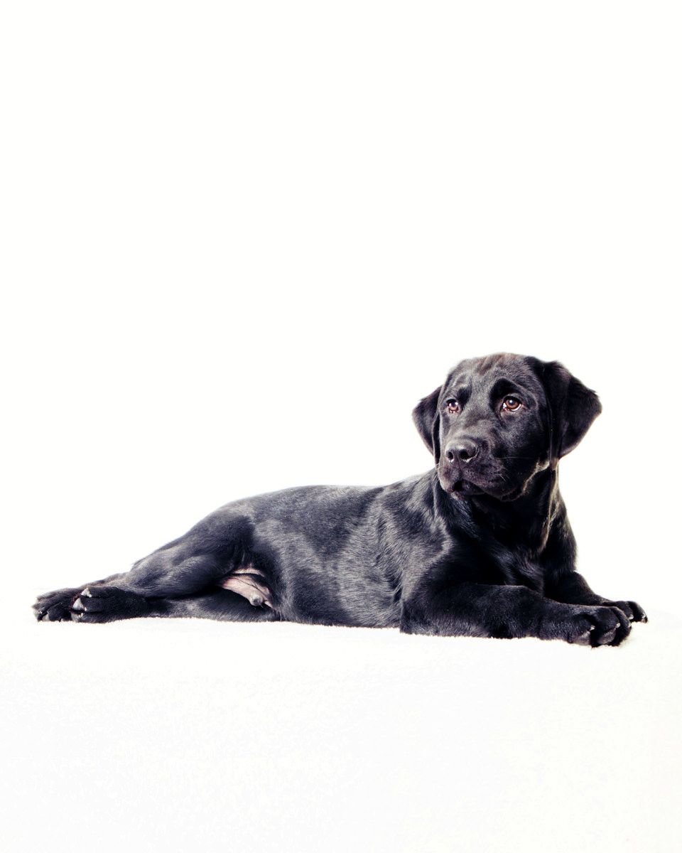Black Labrador dog lying down against white background in studio portrait.