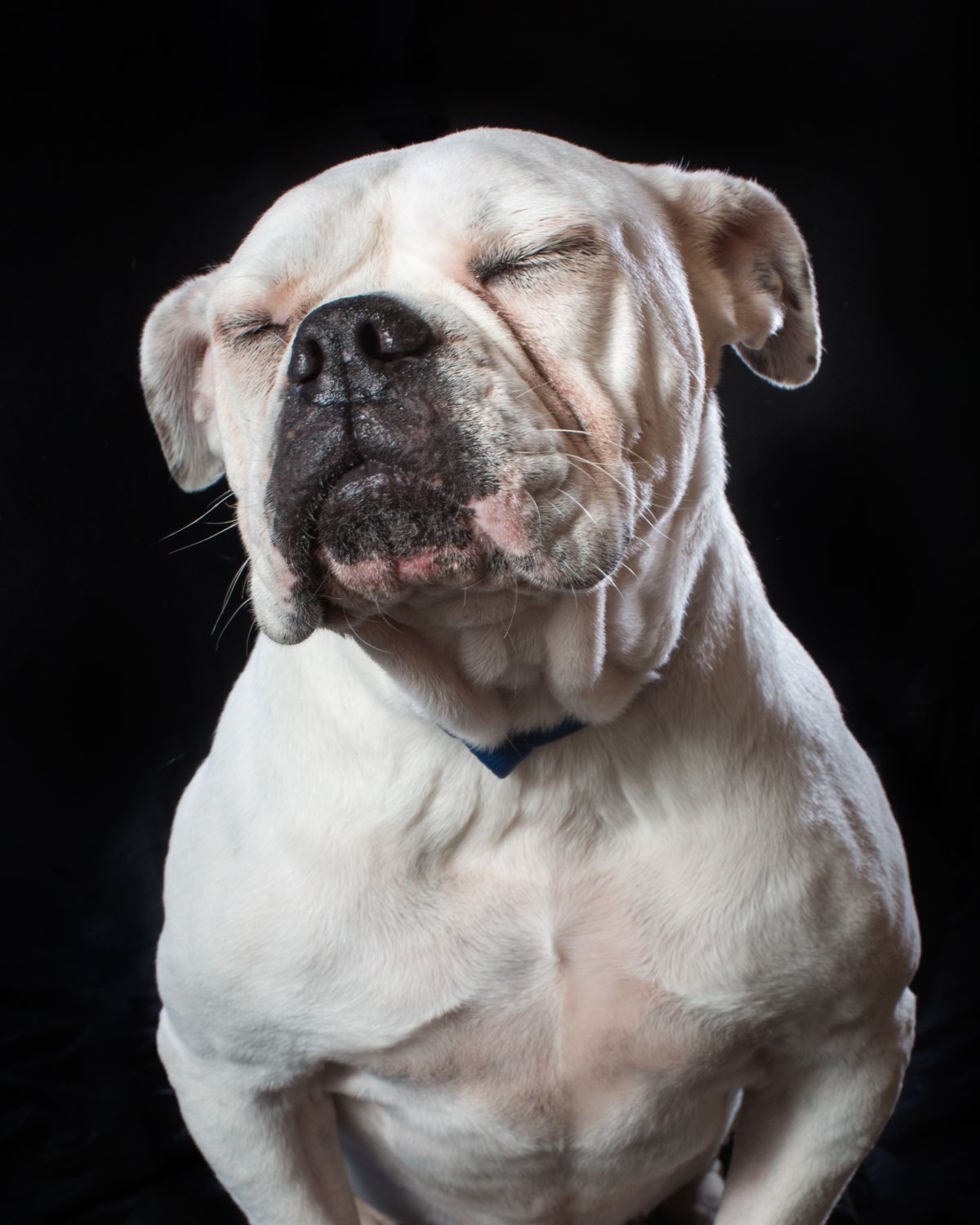 White bulldog with wrinkled face and closed eyes photographed against black background.
