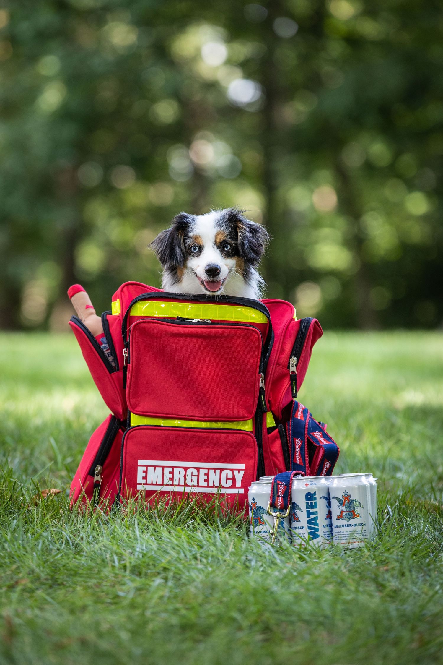 Australian shepherd puppy poses with red emergency medical kit bag on grass.