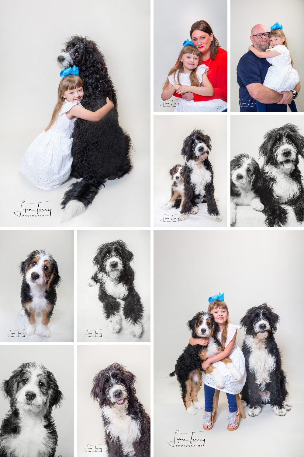 Studio portraits featuring large black and white Bernedoodle dogs and lifestyle family moments.