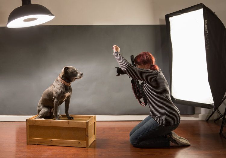 Professional photo shoot setup with photographer capturing dog portrait against dark backdrop.