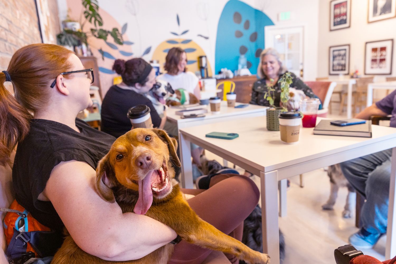 A happy brown dog sits with people in a bright casual restaurant setting with white walls and framed artwork.