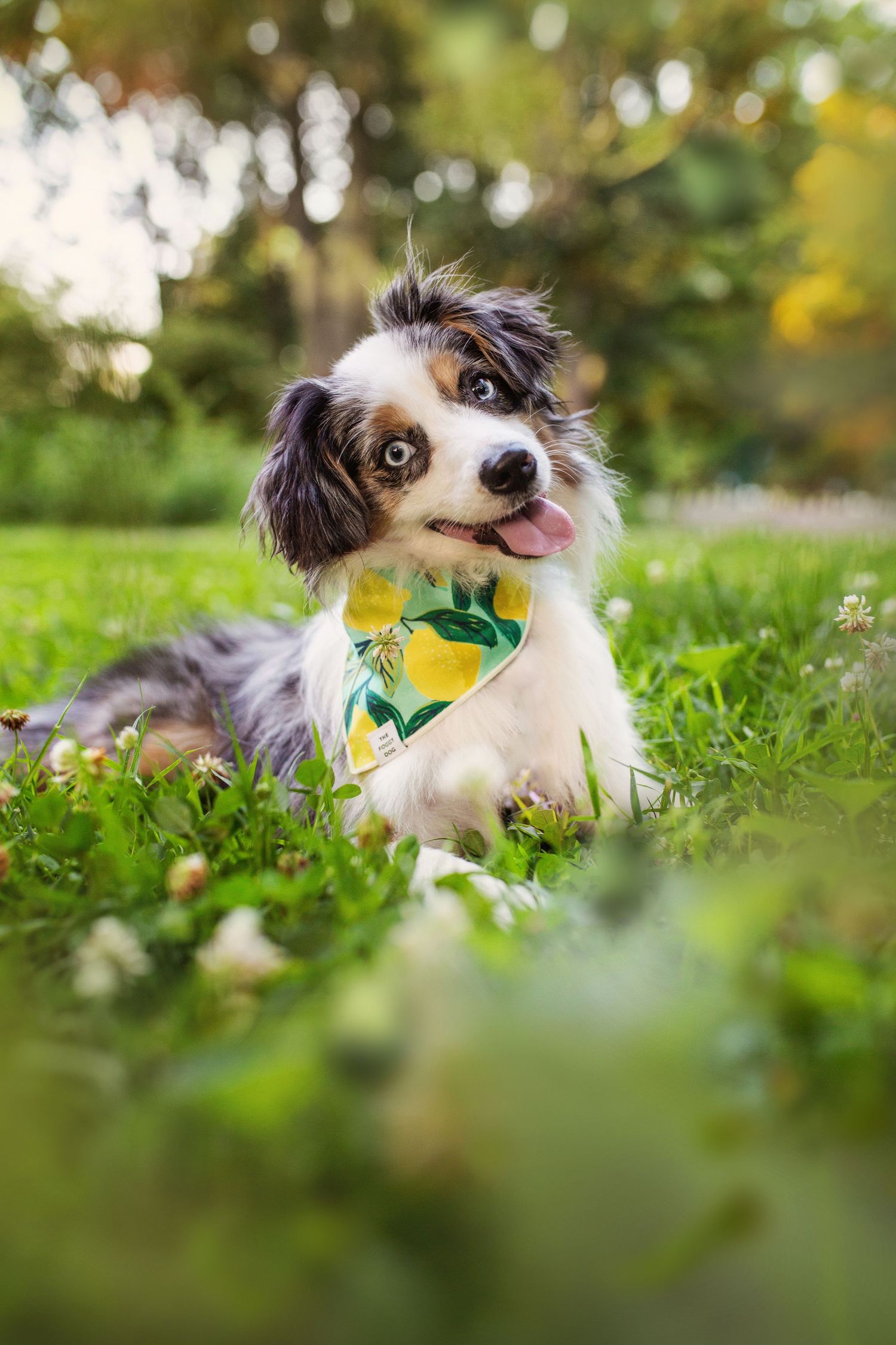 Happy Australian Shepherd wearing a lemon print bandana laying in green grass.