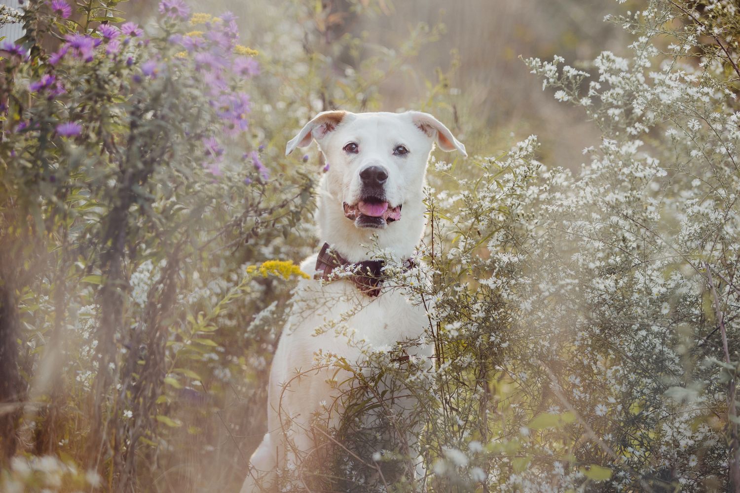 Happy cream colored dog poses in field of purple and white wildflowers.