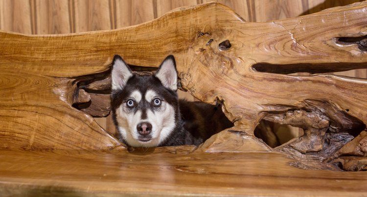 Husky dog peeks through hole in wooden log or driftwood.