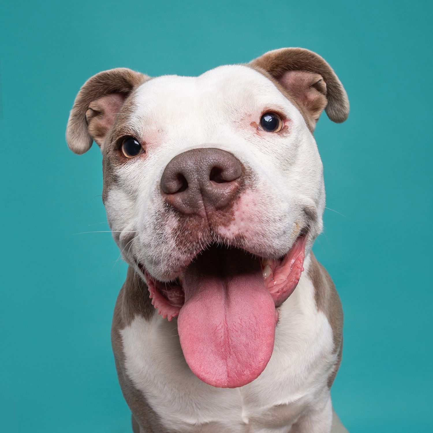 Portrait of white and brown pit bull smiling against turquoise background.