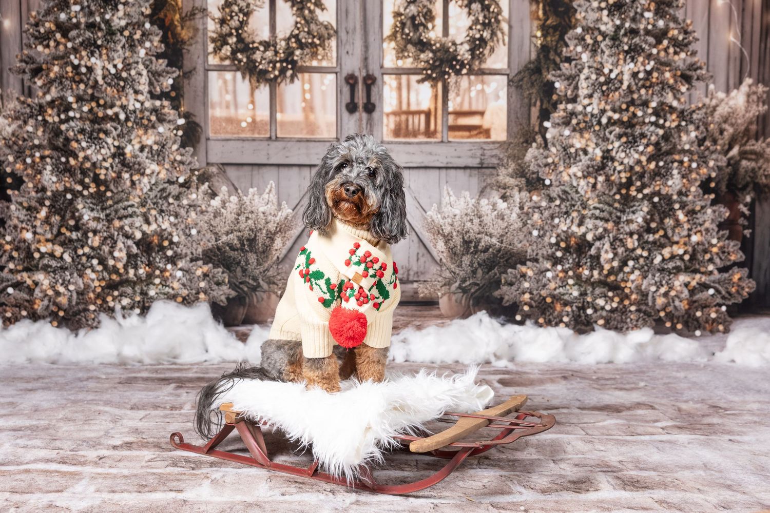 A fluffy dog wearing a festive Christmas sweater sits on a sled surrounded by decorated holiday trees and snow.