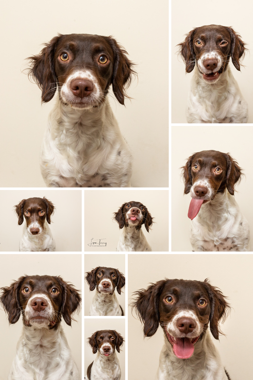 A collage of a brown and white spotted dog making various expressive faces and poses against a light background.