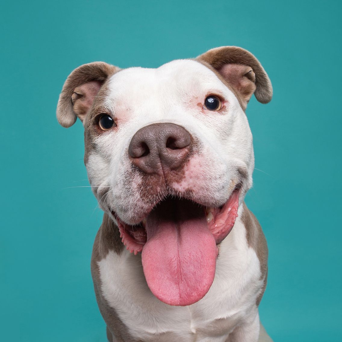 Happy pit bull dog with white and brown coat, tongue out, smiling against teal background.