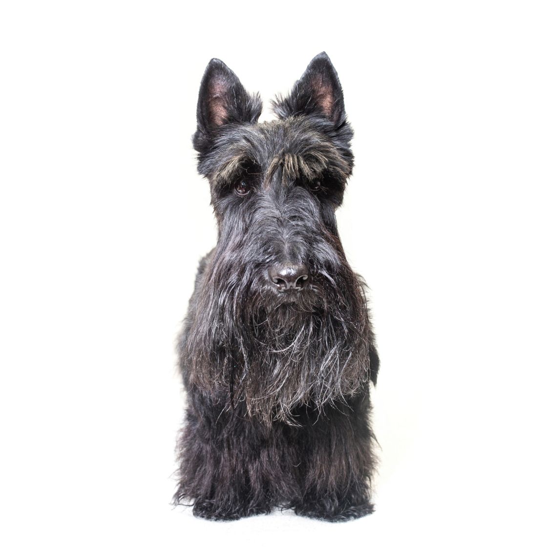 A black Scottish Terrier dog sitting upright against a white background, showcasing its wiry coat and pointed ears.