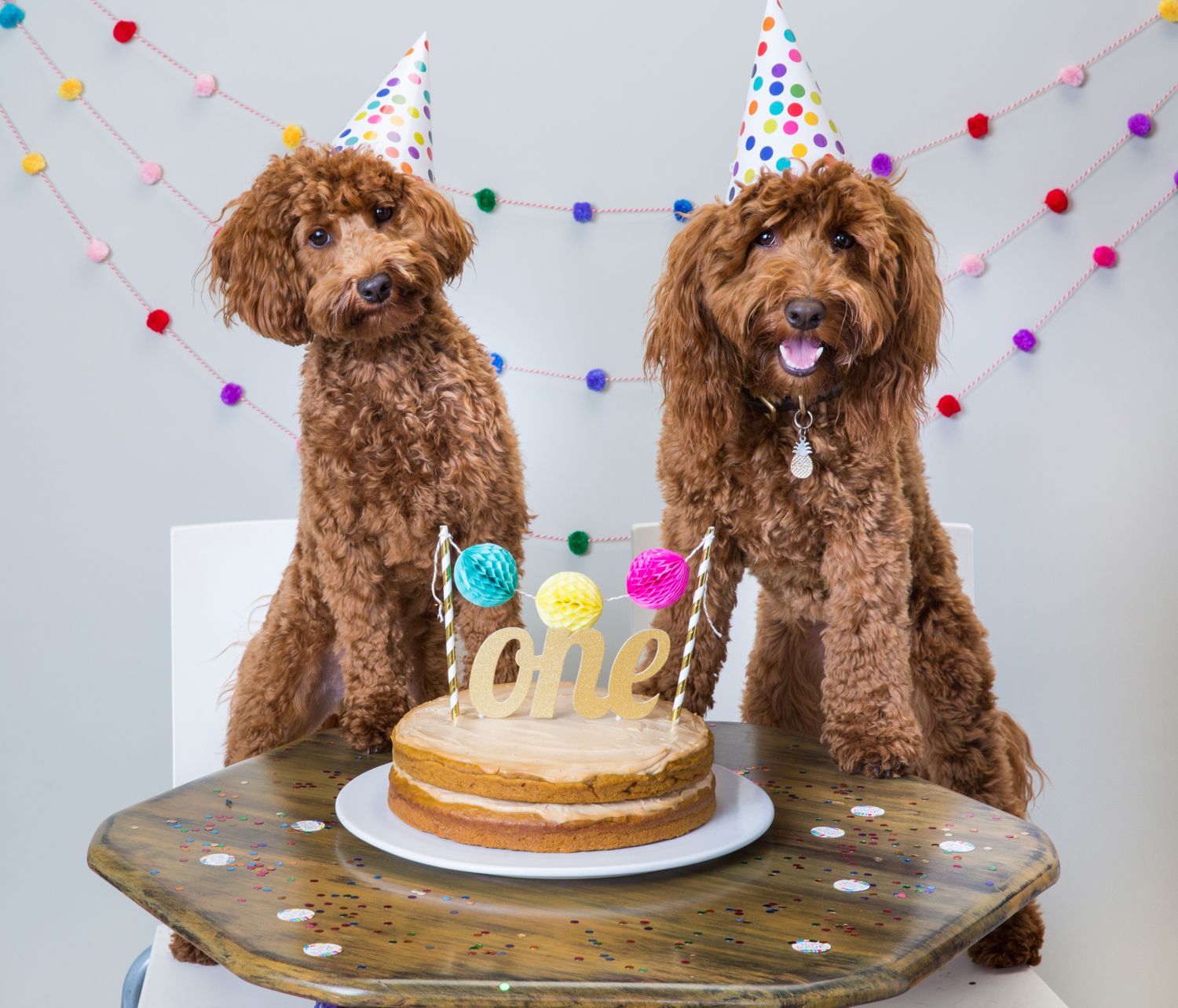 Two brown poodles wearing party hats sit behind a birthday cake with “one” topper on a rustic table.