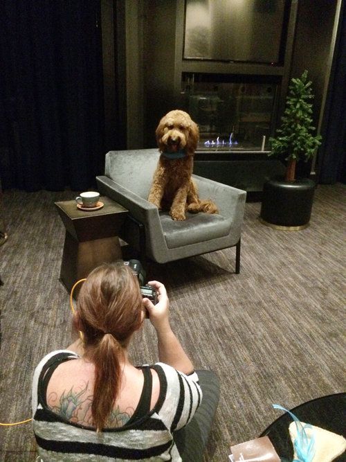 Goldendoodle sitting regally on grey armchair during indoor photo session.